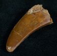 Carcharodontosaurus Tooth - Nice Enamel #13637-2